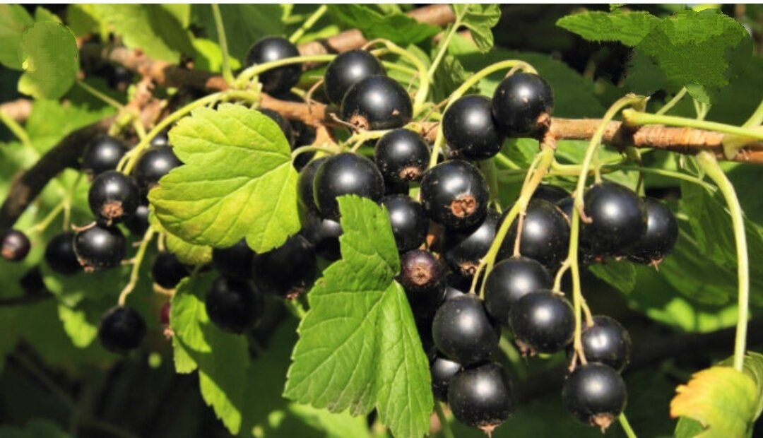 Здравствуйте дорогие друзья приветствую
вас на канале веселый огородник
смородина бывает не только черной белой
и красной, но даже жёлтой фиолетовой и
оранжевой это одна из самых
распространяемых ягодных культур на
участках российских садоводов и огородников пре всем этом
получать крупный и вкусный урожай ягод не
так-то и просто. Смородина
требовательная к наличию в почве
питательных веществ. В июне у ягодных
кустарников в частности у черной
смородины
начинается формирование урожая. Поэтому в
это время особенно важно чтобы растение
получали достаточно питательных веществ
и влаги внесения удобрений под кусты
чёрной смородины в июне залог получение
сладких и крупных ягод ведь именно в
этом периоде происходит активный рост
побегов и формирование плодов для
обеспечения роста молодых ветвей
оптимально подходят быстродействующие
азотное удобрение, а также органика
например раствор из навозной жижи
или птичьего помёта и воды подкормки
совмещается обильным поливом кустарников
органические удобрения обеспечивают
воздушным водный баланс в корнях дебрях
и листьях растений распространенное
природное органическое удобрение навоз и
поймет птиц его используют в июне
перепревший навоз разводят водой в
соотношении один к пяти.
Для полива используем по 1 ведру для взрослых кустов
и по пол ведра на молодой если навоз
свежий его заливают водой и оставлять
на 3-4 дня затем разводят и полевеют
растения поймет смешиваться водой в
соотношении 1 к 12 расходы такой же под
взрослый куст одно ведро под молодой
половина компост и перегной не содержат
азота поэтому ими пользуется в течение
всего лета этими удобрениями удобно
мульчировать почву вокруг кустов
смородины
после полива или рыхления слоем примерно
в один сантиметр
подкормка черной смородины летом важный
этап ухода за культурой в июне ей
необходимое питание и влага если
пренебречь этими условиями урожай не
порадует смородина черная и цветная
хорошо отзывается на подкормки главное
вносить удобрение во время и использовать
разные типы соблюдать дозировки
следуйте советам.
Подписывайтесь на канал, ставьте лайки будит много интересного.