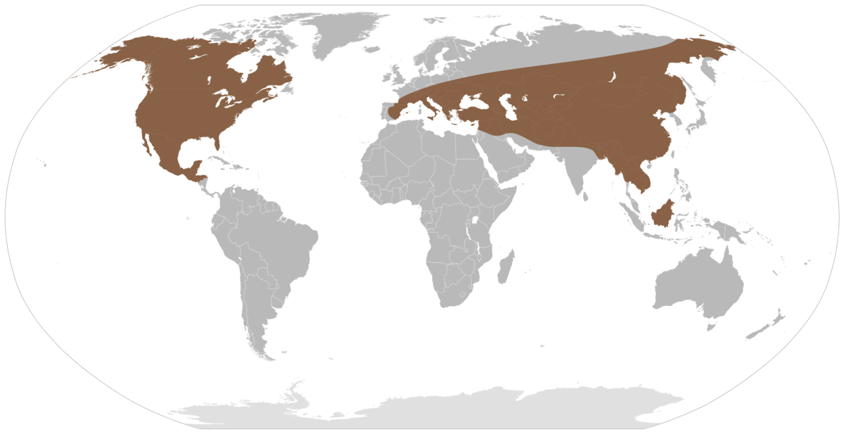 Карта проживания мамонтов и мастодонтов в Ледниковый период