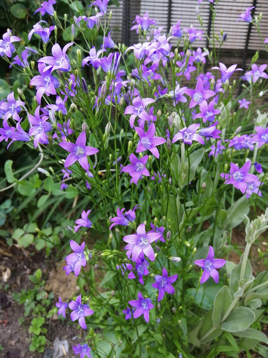 Колокольчик