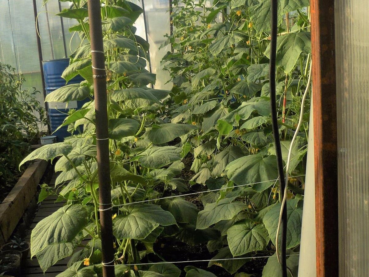 Здоровые растения в моей теплице.