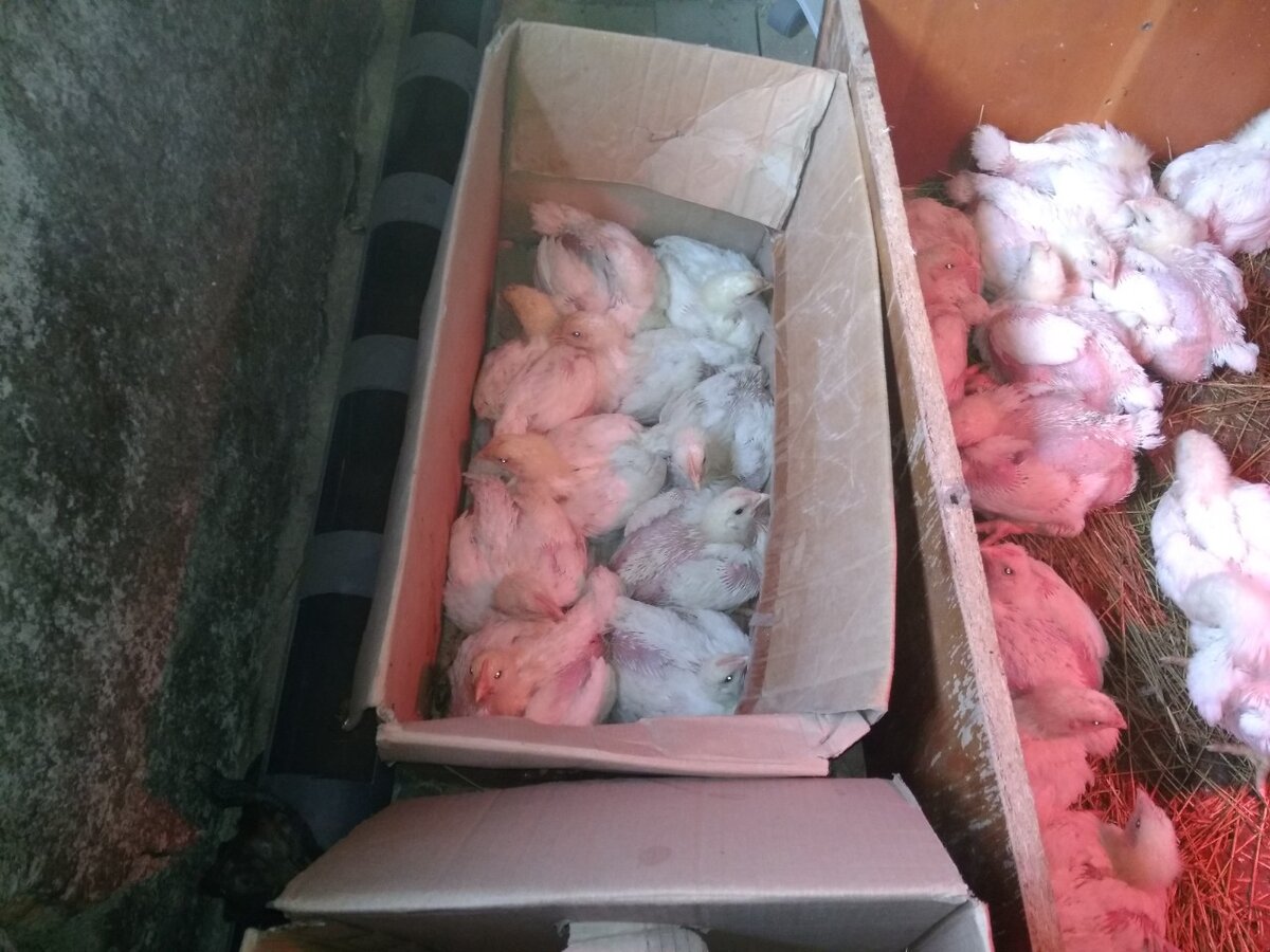 моё фото. Переезд птенцов