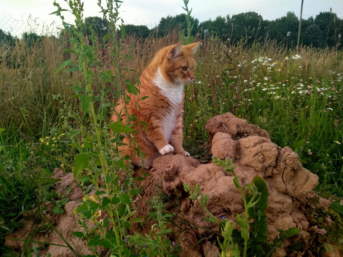 Полюбил я деревню,всей своей кошачьей душой.