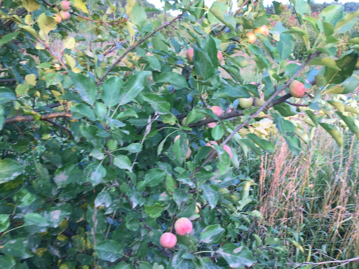 Яблочный сад заброшенный сад Тульская обл