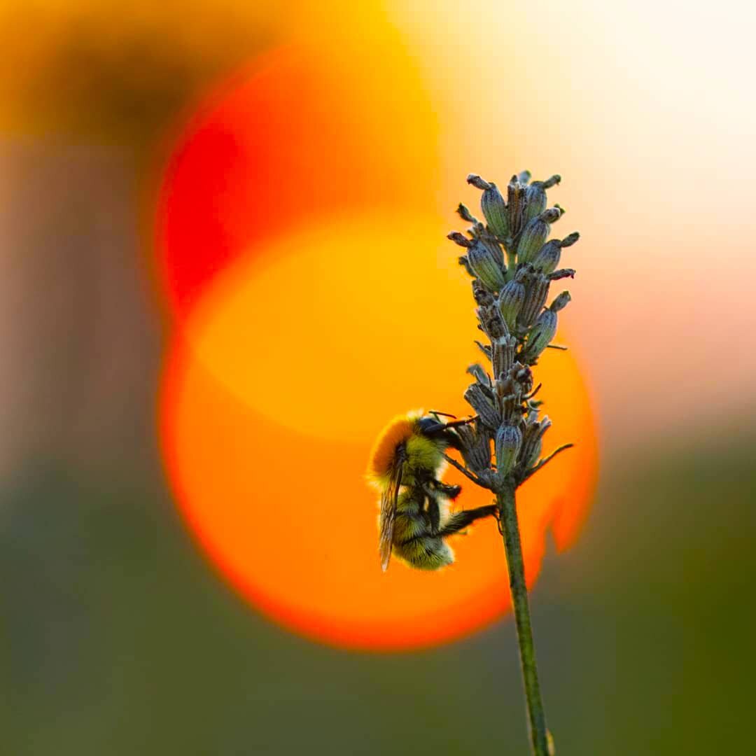 https://www.instagram.com/pierredumasmacro/