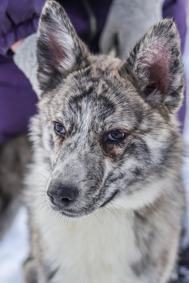 Уго-Уголёк. Подопечный приюта. Фото из архива