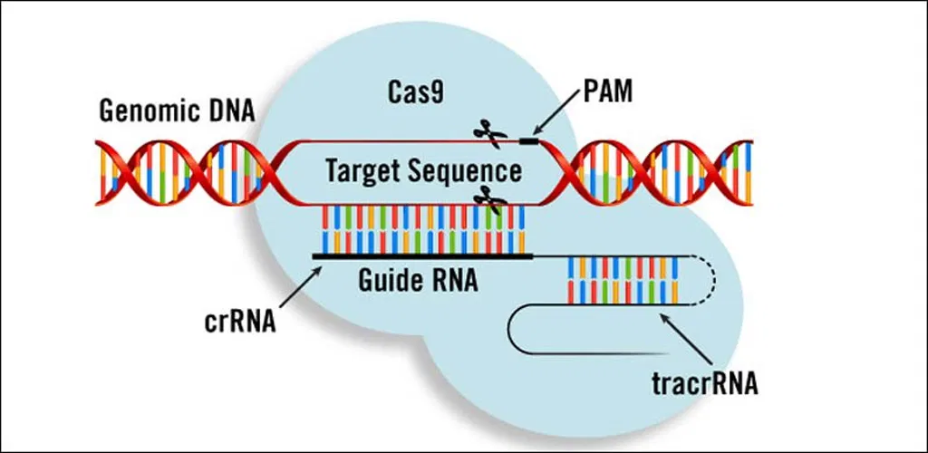 Cas 9. Технология редактирования генома CRISPR/cas9. Редактирование генома с CRISPR/cas9. Технологии редактирования генов CRISPR/CAS. Методика редактирования генома CRISPR cas9.