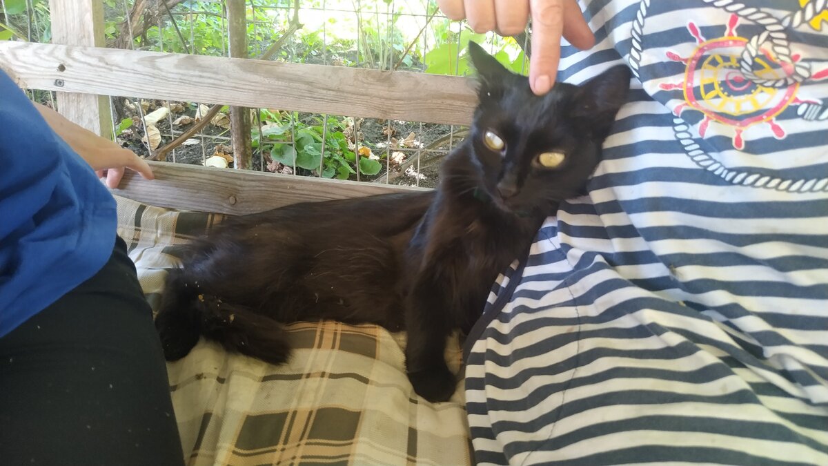 Кошку назвали Мелания. Потому что второй кот рыжий. 