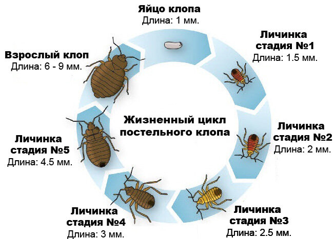 Клопы с Крыльями: виды и Особенности Насекомых