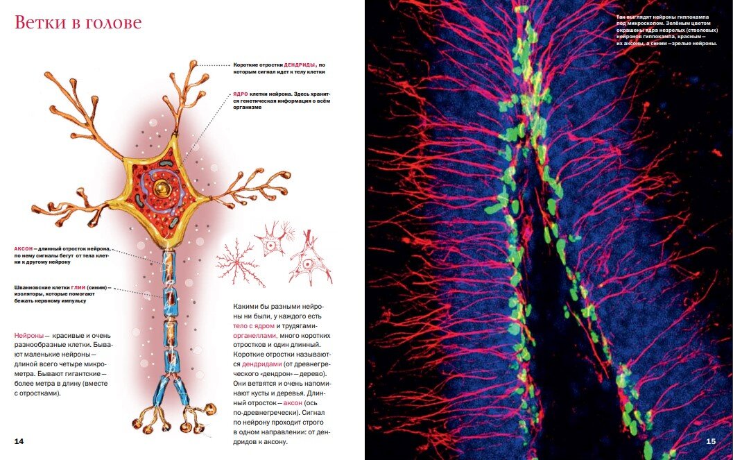 Разворот из книги