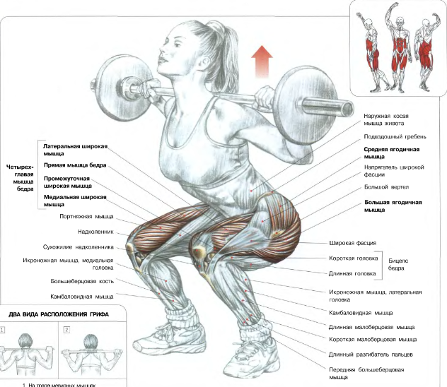 приседания со штангой на плечах