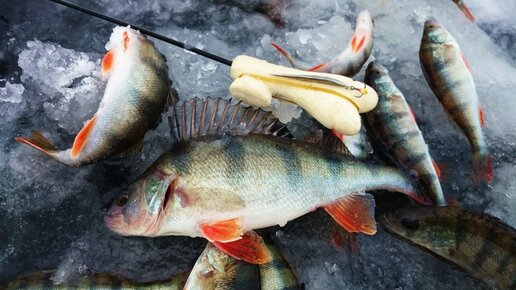 Спортивный окунь