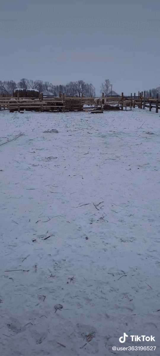 Дима, будь смелее! Подои уже меня!!!