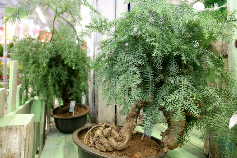 Фото: Михаил Периков, nsknews.info