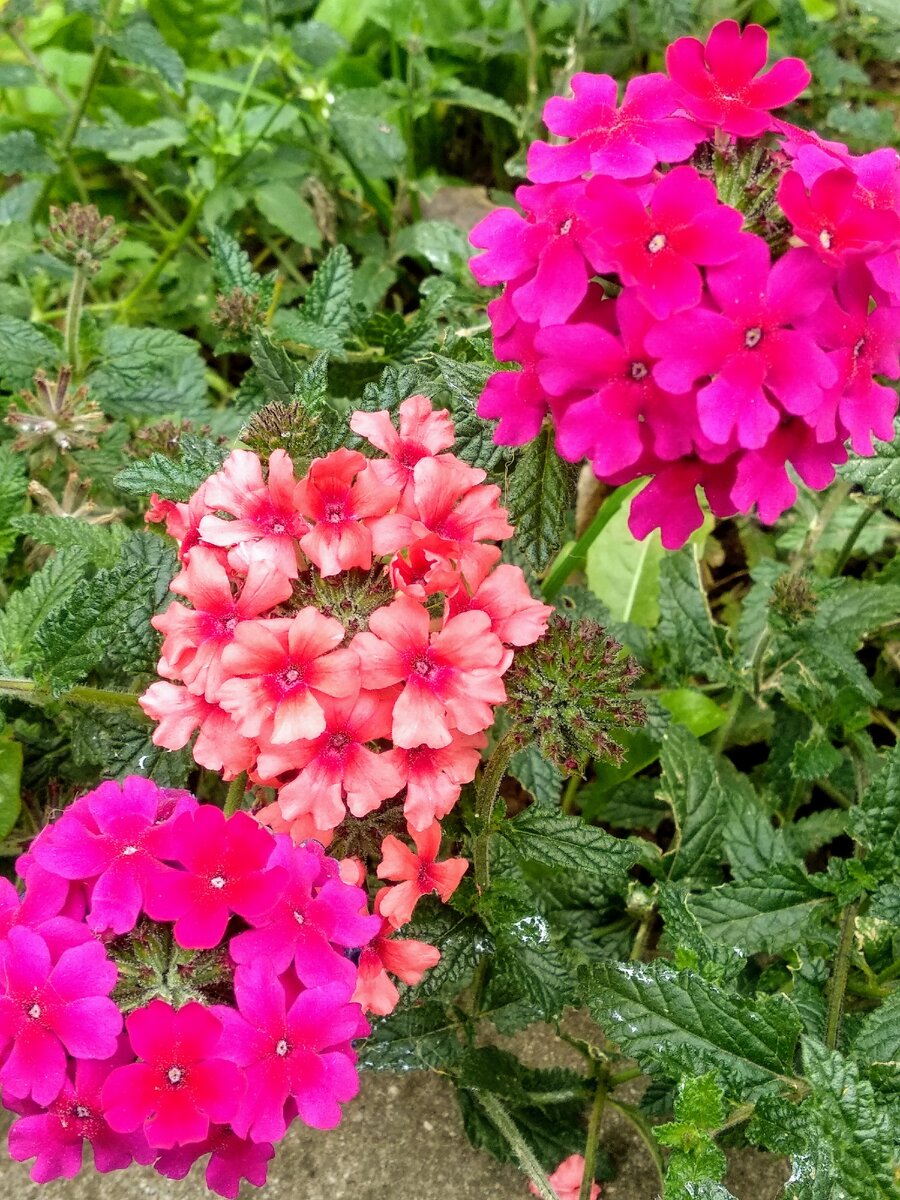 Вербена на солнечной клкмбе дает  яркие оттенки