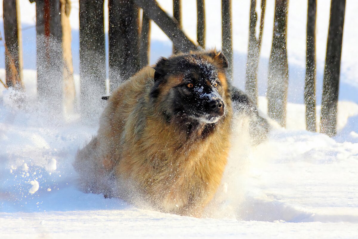  и в отличие от кавказцев стараются обнаружить такой уголок, в котором будет наименьший периметр снежной площади.