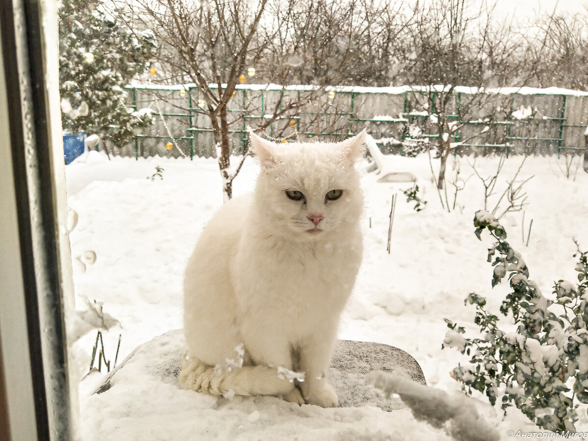 На фото: суровая кошка Маруся.