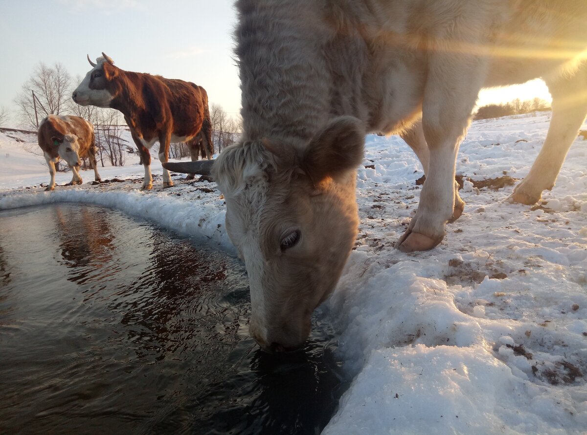 На водопое.