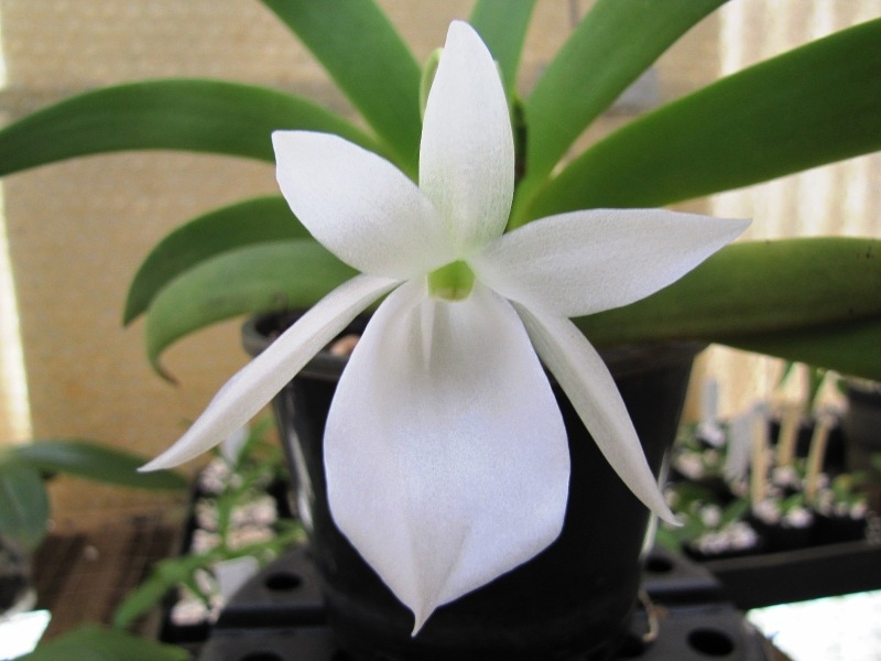 Angraecum leonis (ангрекум леонис).