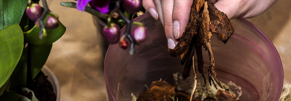 Состав почвы очень важен