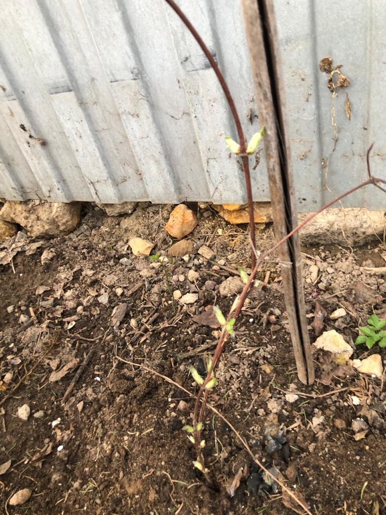 Отлично перезимовавший кустик-одногодка!