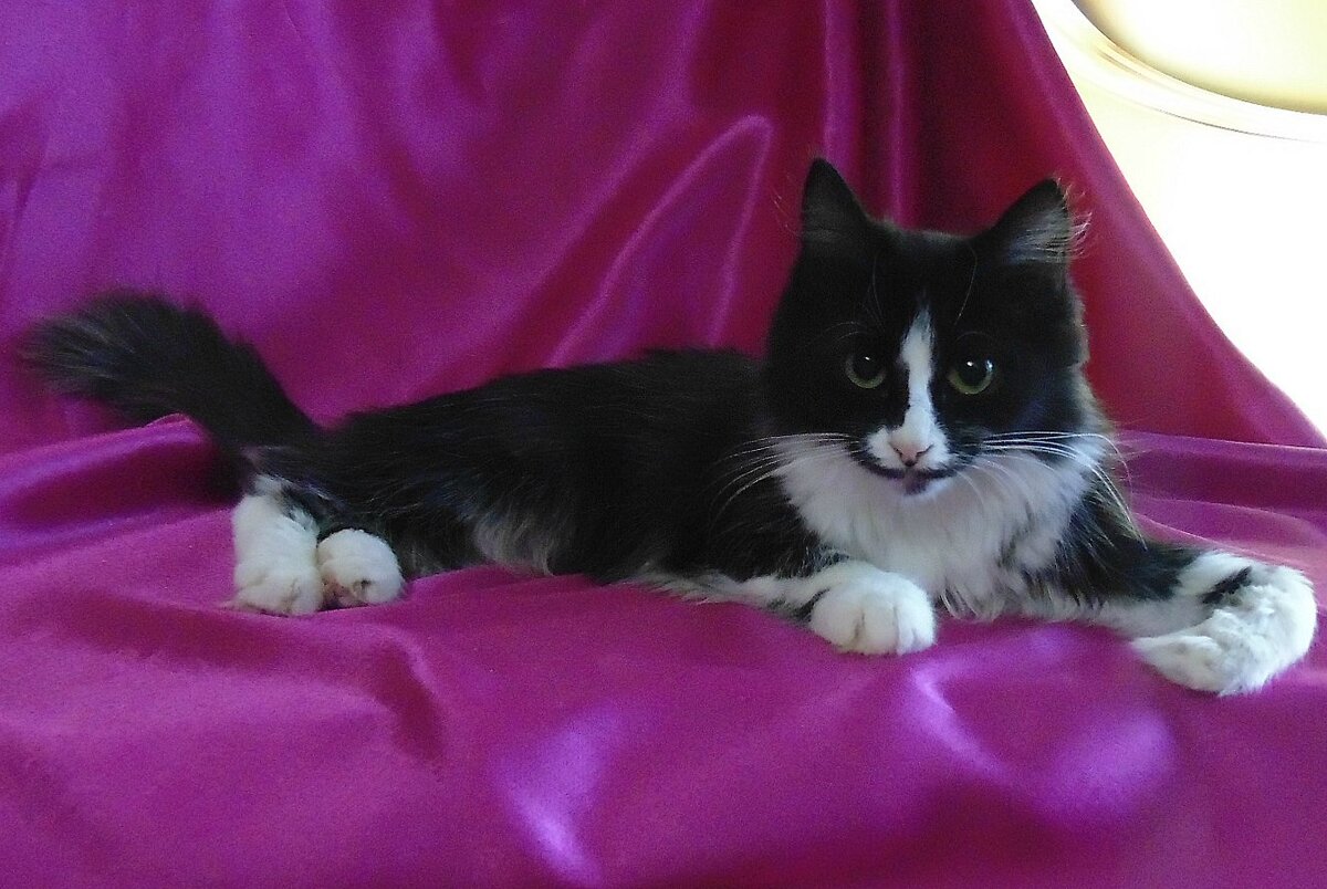 Авторское фото (личный архив). Черри, инвалид, найдена на улице 5 лет назад. Теперь член нашей семьи.