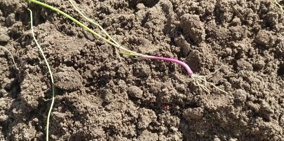 Рассада салатного лука.