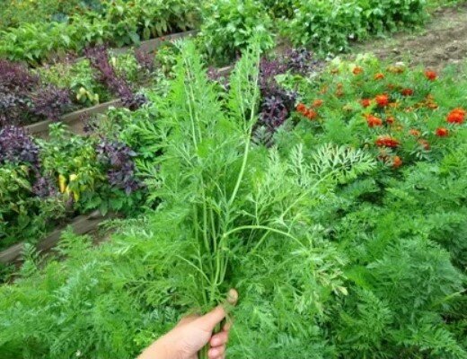 Фотография с Яндекс-картинки