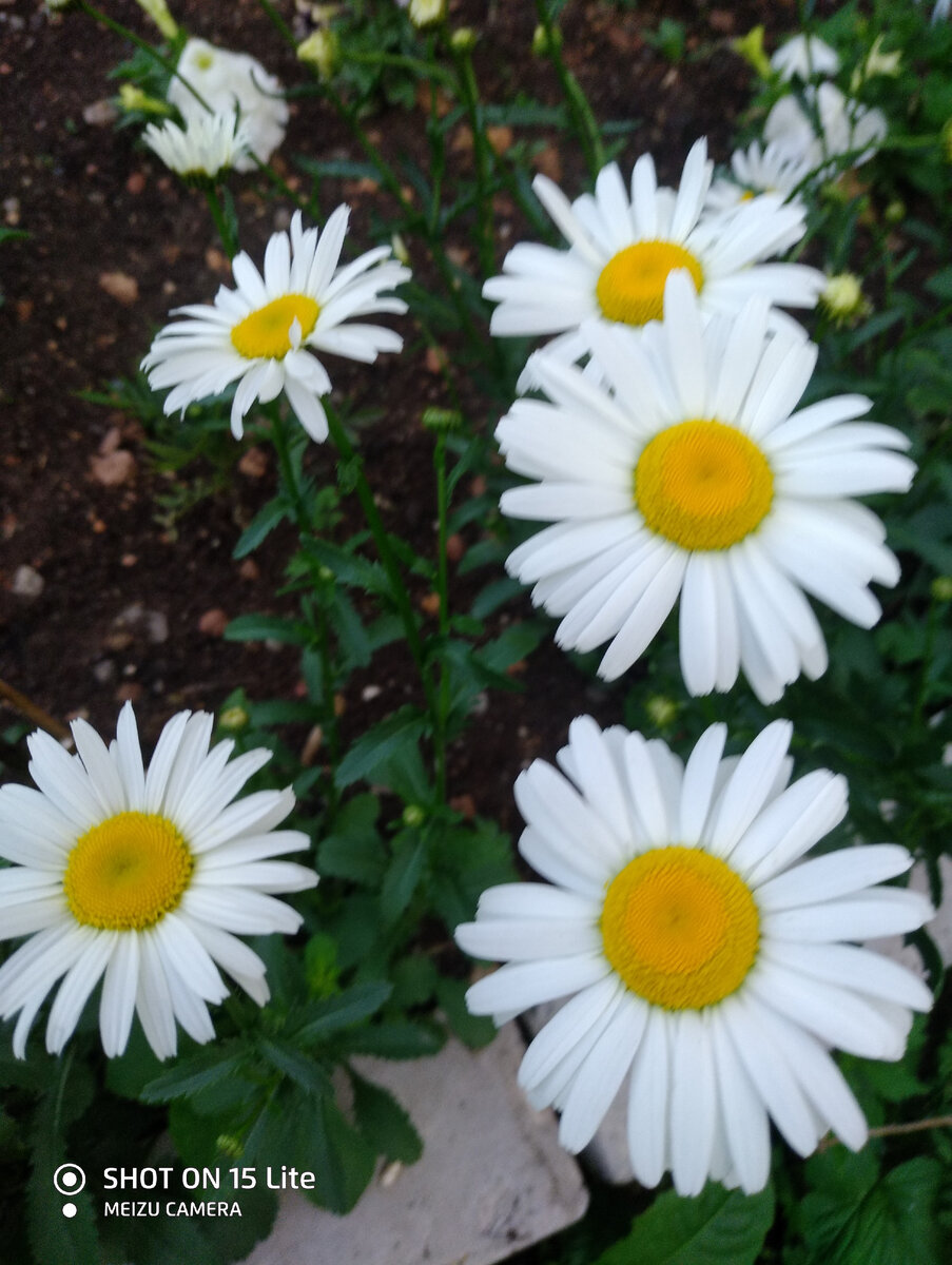 Я раньше не понималал красоты в полевых цветах. а теперь...