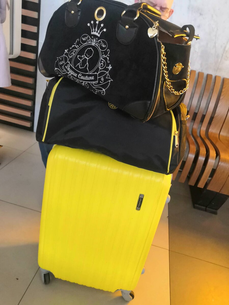 Угадайте, которая из наших сумок – переноска :) 