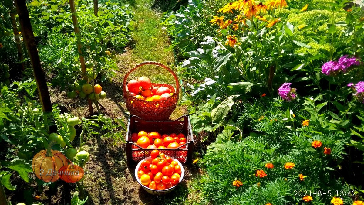 Ради таких моментов стоит иметь дачу, до чего красиво.   (Листайте ➡ )