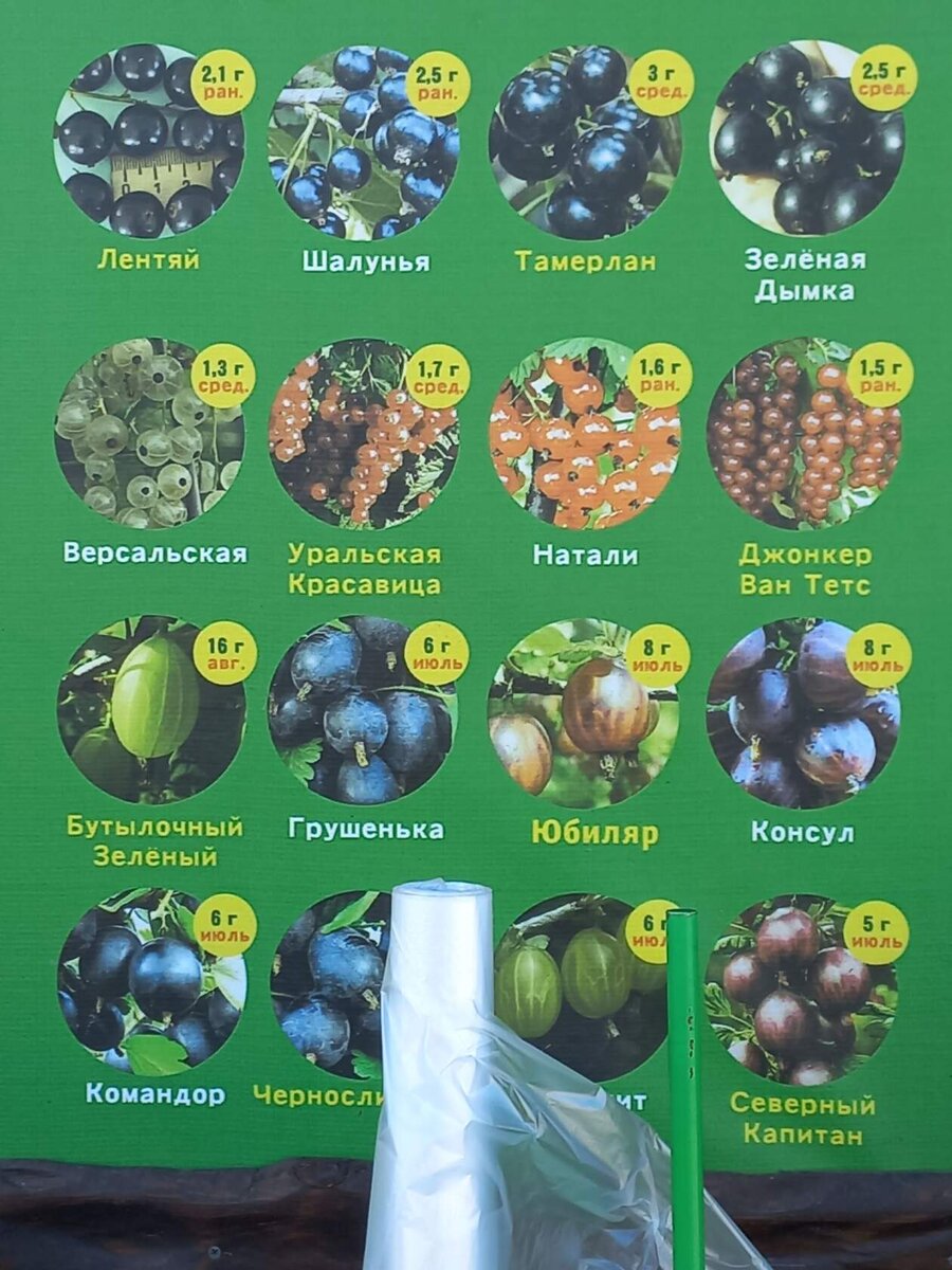 сорта смородины.