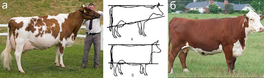 Внешние характеристики: а — молочных коров, б — мясных