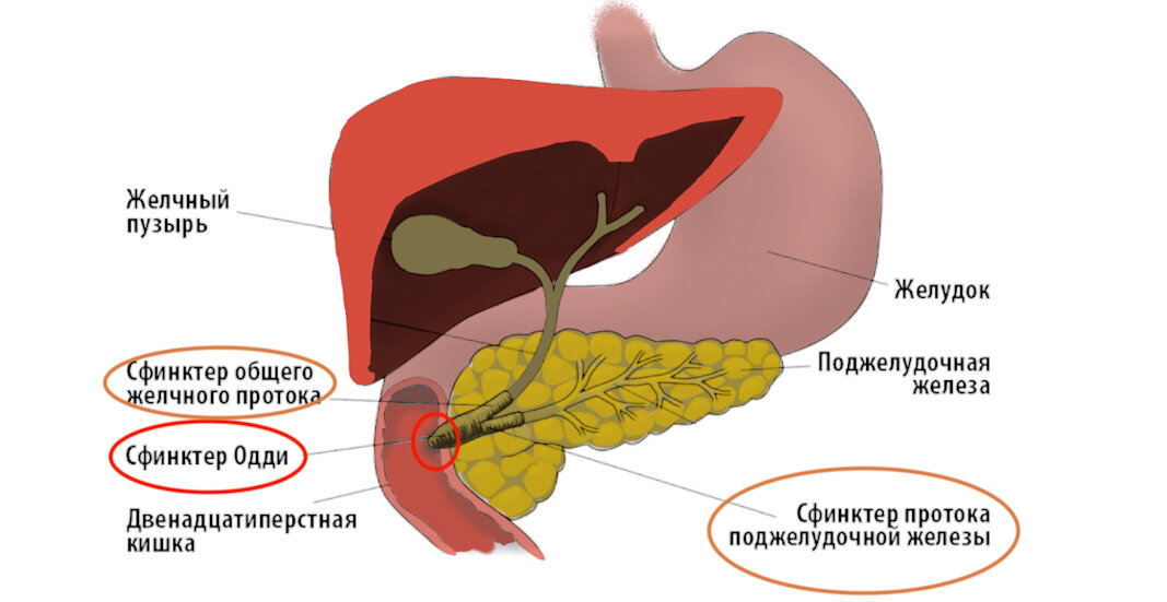 Где находится сфинктер одди у человека фото