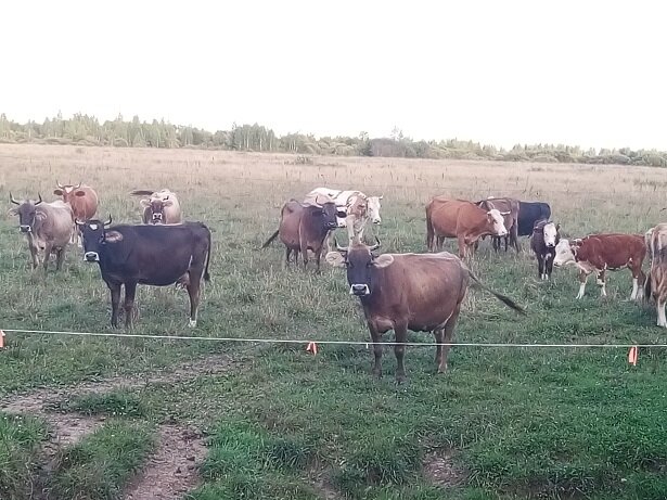 Эти  животные не понимают разницы между настоящим «электропастухом», который  может больно щипнуть электричеством, и обычной веревкой, которую умные  деревенские мужики протянули для экономии электричества. Эти мужики —  настоящие психологи. Эффективные.