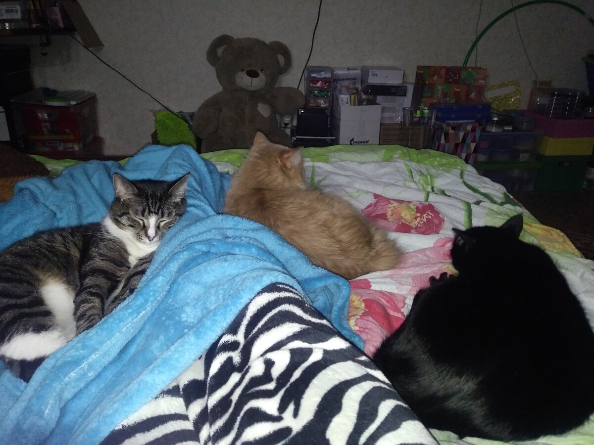 Действующие морды: Котя (спал и участия в веселье не принимал), Барся (рыжая) и Нефертити (чёрная)