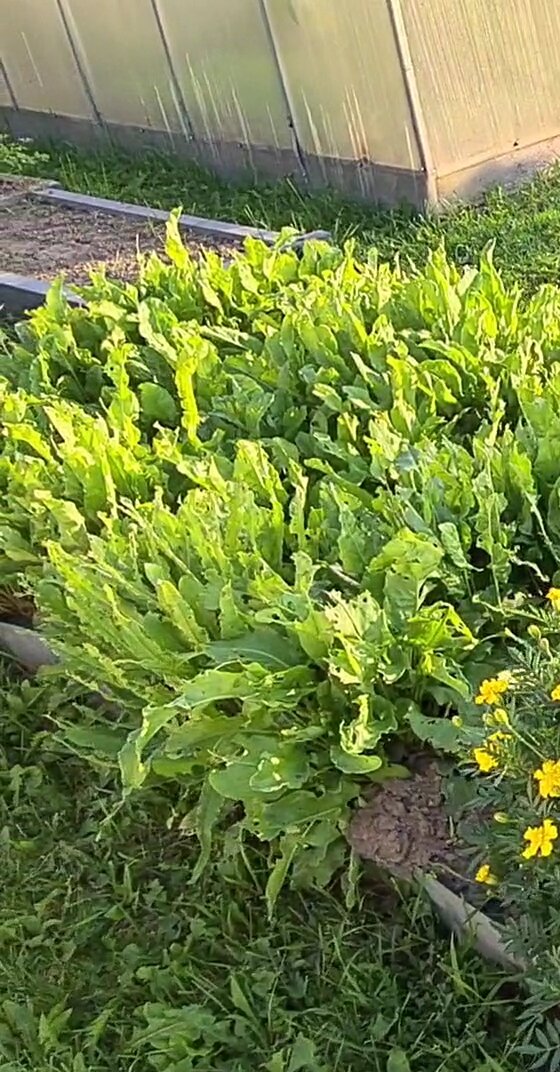 фото из личного архива. Лето 2021 года. Первый результат после пересадки.