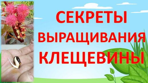 КЛЕЩЕВИНА - ВЫРАЩИВАНИЕ РАССАДЫ ИЗ СЕМЕЧКА. КАК ВЫРАЩИВАТЬ КЛЕЩЕВИНУ. ВЫРАЩИВАНИЕ КЛЕЩЕВИНЫ.