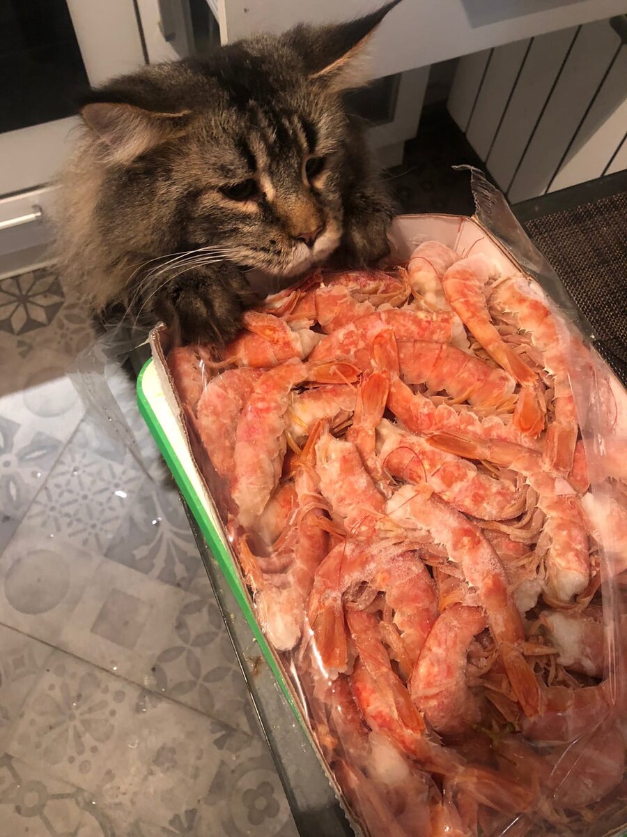 Фото из личного архива. Веня помогает готовить на Новый Год.