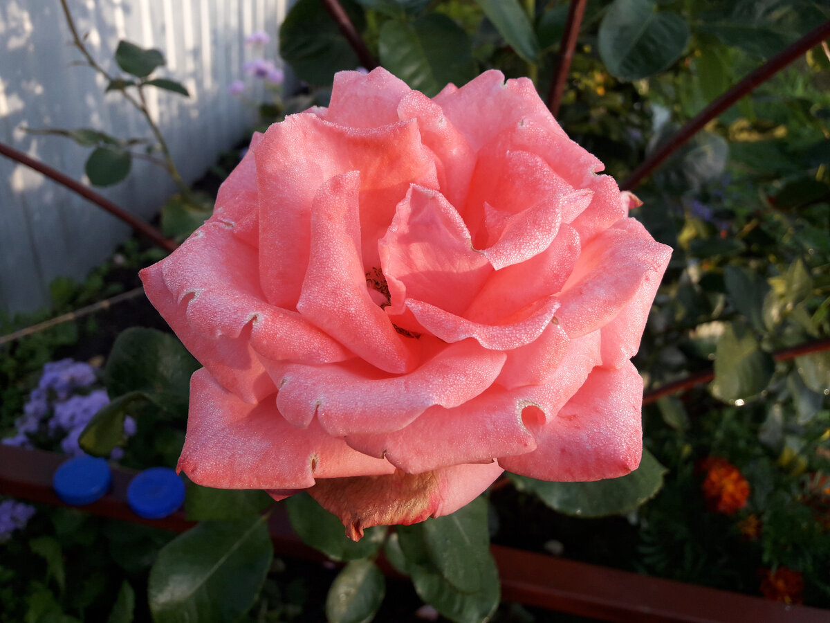 Рамира, плетистая