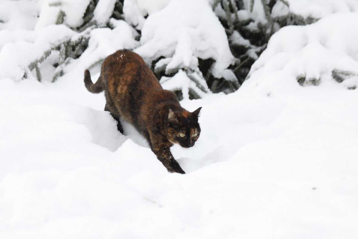 🐱 Что случилось с деревенскими котами? Почему они стали такие наглые?  Раньше такого не замечала | Коты&Люди | Дзен