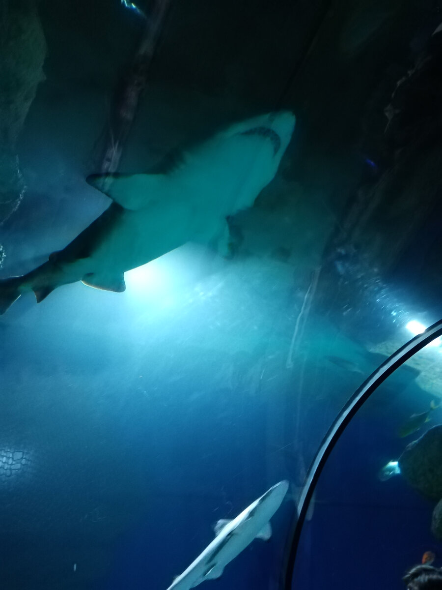 Ребёнок очень просил, прям мечта. Я решила устроить нам праздник, вот что из этого вышло....