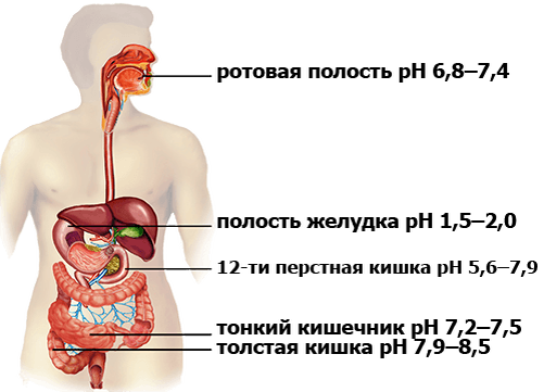 Кислотность в кишечнике. Пищеварительная система человека PH. PH В разных отделах пищеварительного тракта. Кислотность в разных отделах ЖКТ. PH отделов пищеварительной системы.