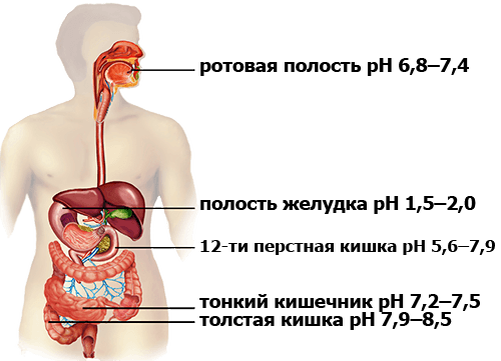 Рн жкт. PH пищеварительной системы человека. PH В разных отделах пищеварительного тракта. Кислотность в разных отделах ЖКТ. Тонкий кишечник PH среда.