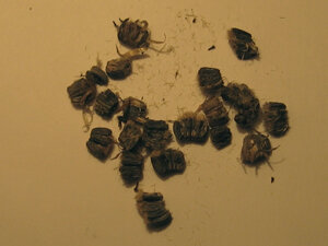 Скреплённые личинкой семечки репейника.