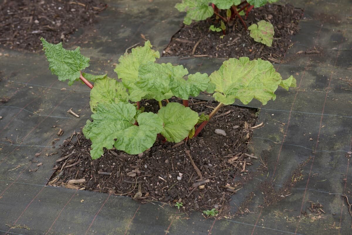 Геотекстиль с проёмами для ваших растений.