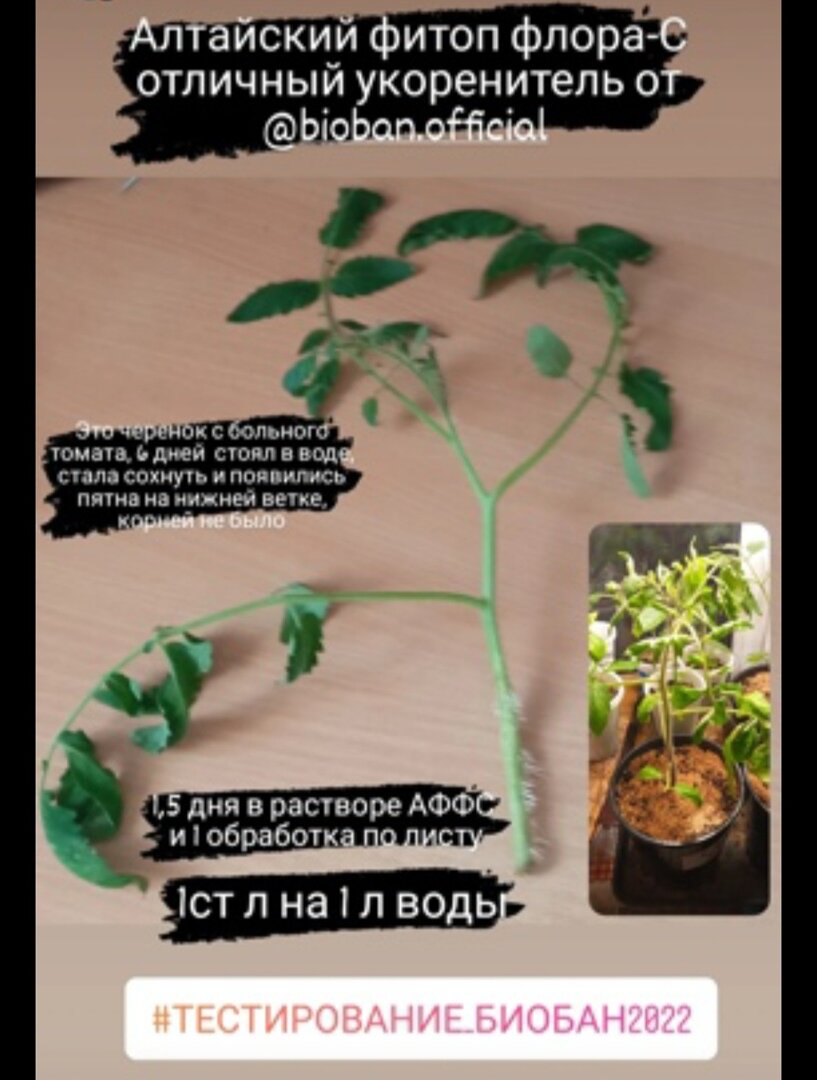 Спасение томата препаратами Био-Бан