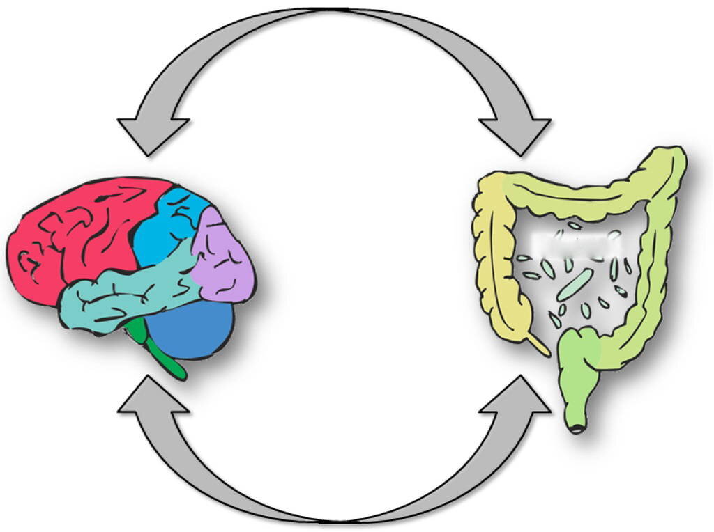 Желудочный мозг. Ось микробиом кишечник мозг. Микробиота-кишечник-мозг. Серотонин в кишечнике. Связь кишечника и мозга.