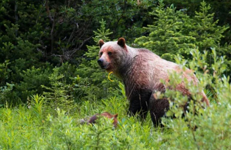Медведь в лесу, фото для иллюстрации из свободных источников