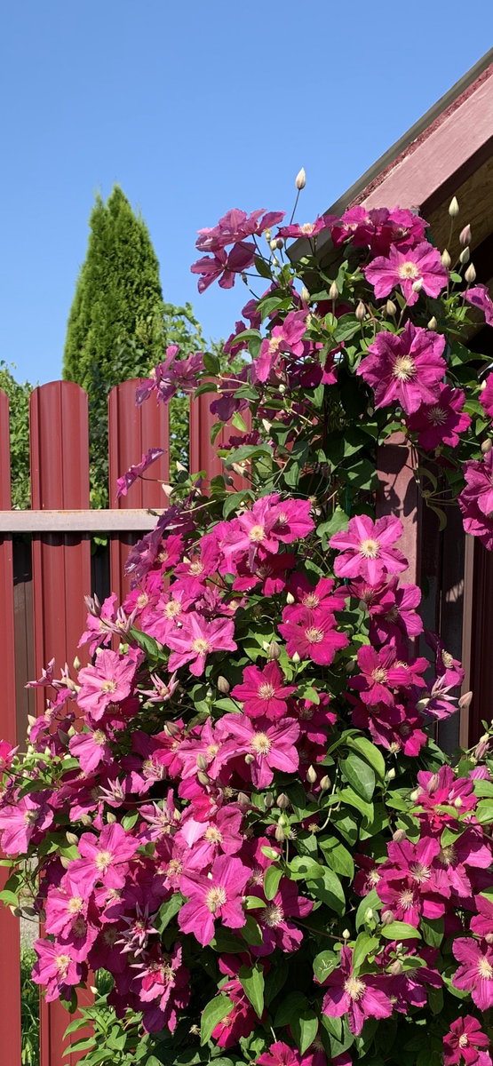 Клематис Кардинал Вышинский