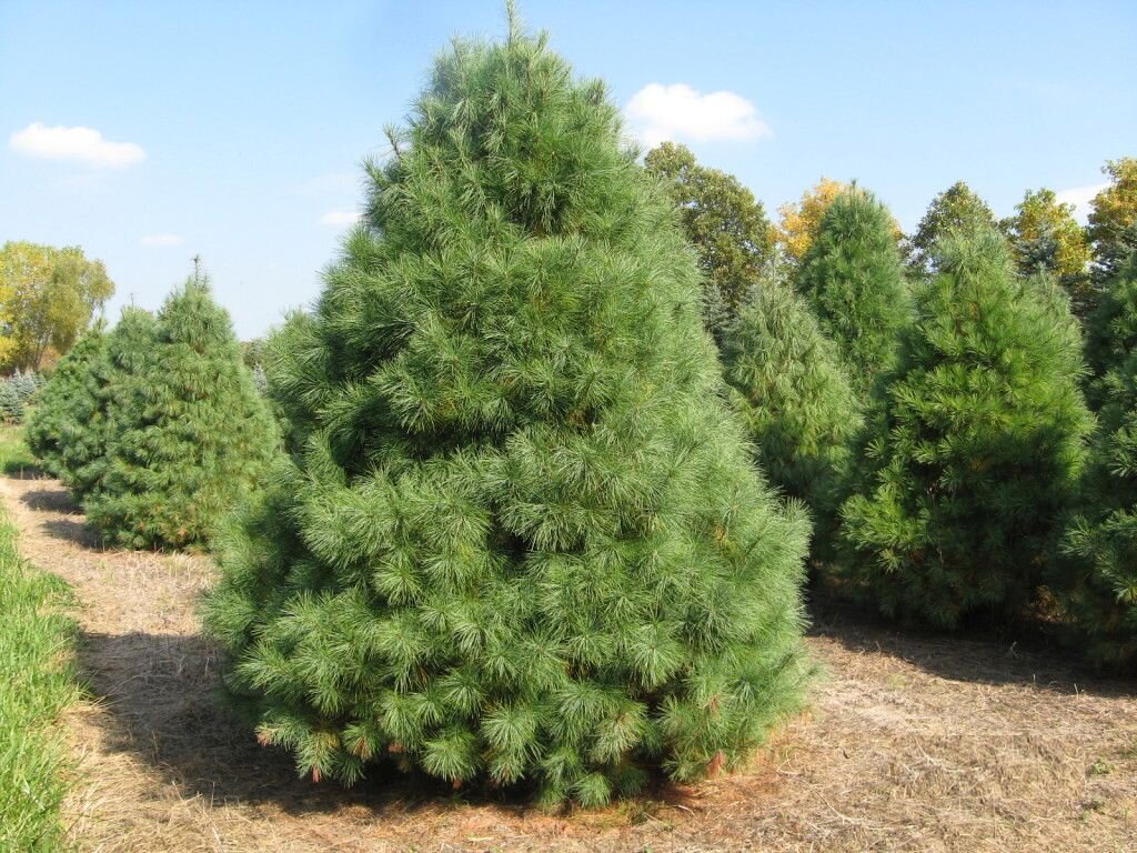 Вот она, Веймутова сосна! Красавица!